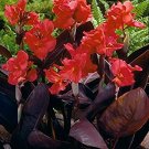 Garden Plant Canna Red Futurity