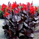 Garden Plant Australia x Generalis