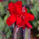 Garden Plant Ambassador Red