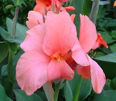 Garden Plant Aida