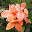Garden Plant Salmon Pink