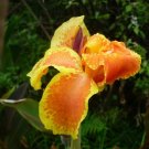 Garden Plant Rigoletta