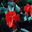 Garden Plant Red King