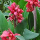 Garden Plant Polly Gay