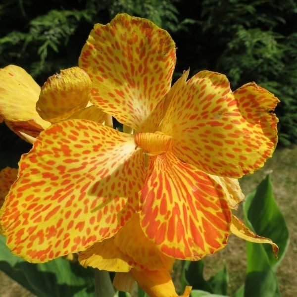 Garden Plant Picasso