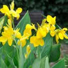 Garden Plant North Star