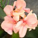 Garden Plant Mrs. Cozy