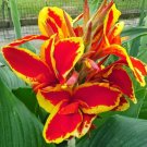Garden Plant Lucifer