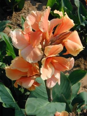 Garden Plant Ellen Gallow