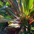 Garden Plant Schubertii