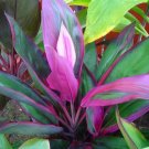 Garden Plant Purple Prince
