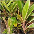 Garden Plant Pink Diamond