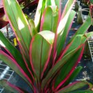 Garden Plant Hilo Rainbow