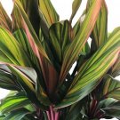 Garden Plant Harlequin