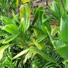 Garden Plant Cordyline Terminalis Green Ti