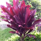 Garden Plant Cordyline Terminalis “Auntie Lou” Red Ti
