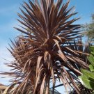 Garden Plant Cordyline Australis Red Sensation