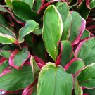 Garden Plant Bolero Ti
