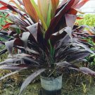 Garden Plant TI14 Cordyline Black Magic