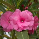 Garden Plant Nerium Oleander Splendens Double Pink