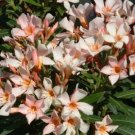 Garden Plant Nerium Oleander Petite Salmon