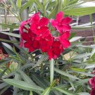 Garden Plant Nerium Oleander Hardy Red