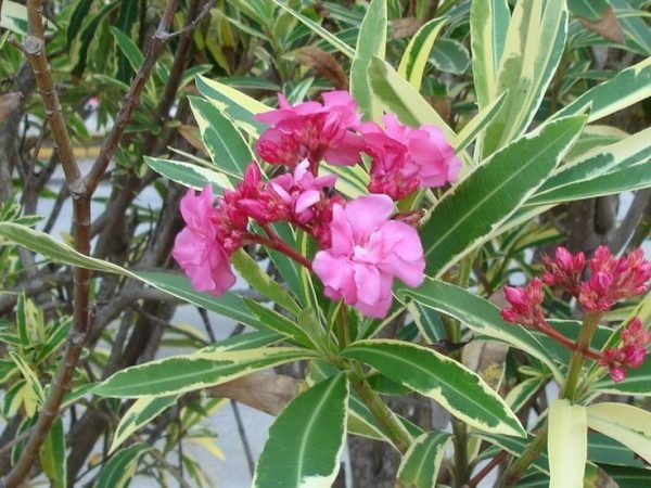 Garden Plant Nerium Oleander Double Variegated Pink