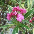 Garden Plant Nerium Oleander Double Variegated Pink