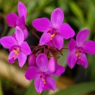 Garden Plant Spathoglottis Plicata Philippine Ground Orchid
