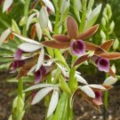 Garden Plant Phaius Tankerville Nuns Cap Orchid