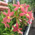 Garden Plant Epidendrum Salmon Pink