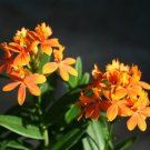 Garden Plant Epidendrum Orange