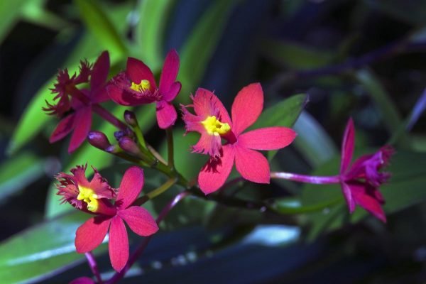 Garden Plant Epidendrum Maroon
