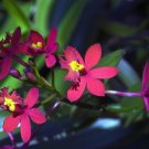 Garden Plant Epidendrum Maroon