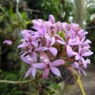 Garden Plant Epidendrum Light Purple