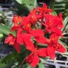 Garden Plant Epidendrum Dark red