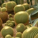 Garden Plant Echinocactus Grusonii “Golden Barrel”