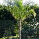 Garden Plant Cocos Arecastrum Romanzoffianum Queen Palm