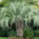Garden Plant Butia Capitata Jelly Palm