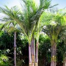 Garden Plant Archontophoenix Alexandrae King Palm