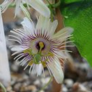 Garden Plant Passiflora Morifolia