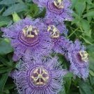 Garden Plant Passiflora Incense