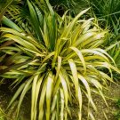 Garden Plant Phormium sp. Yellow Wave