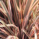 Garden Plant Phormium sp. Rainbow Queen