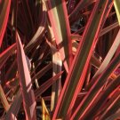 Garden Plant Phormium sp. Rainbow Sunrise