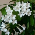 Garden Plant Marsdenia Floribunda “Stephanotis Vine”