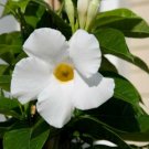 Garden Plant Mandevilla White Delight
