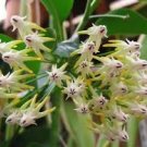 Garden Plant Hoya Shooting Star