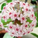 Garden Plant Hoya Carnosa Sweet Pea