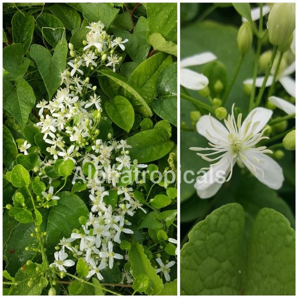 Garden Plant Clemantis Paniculata Wedding Flower